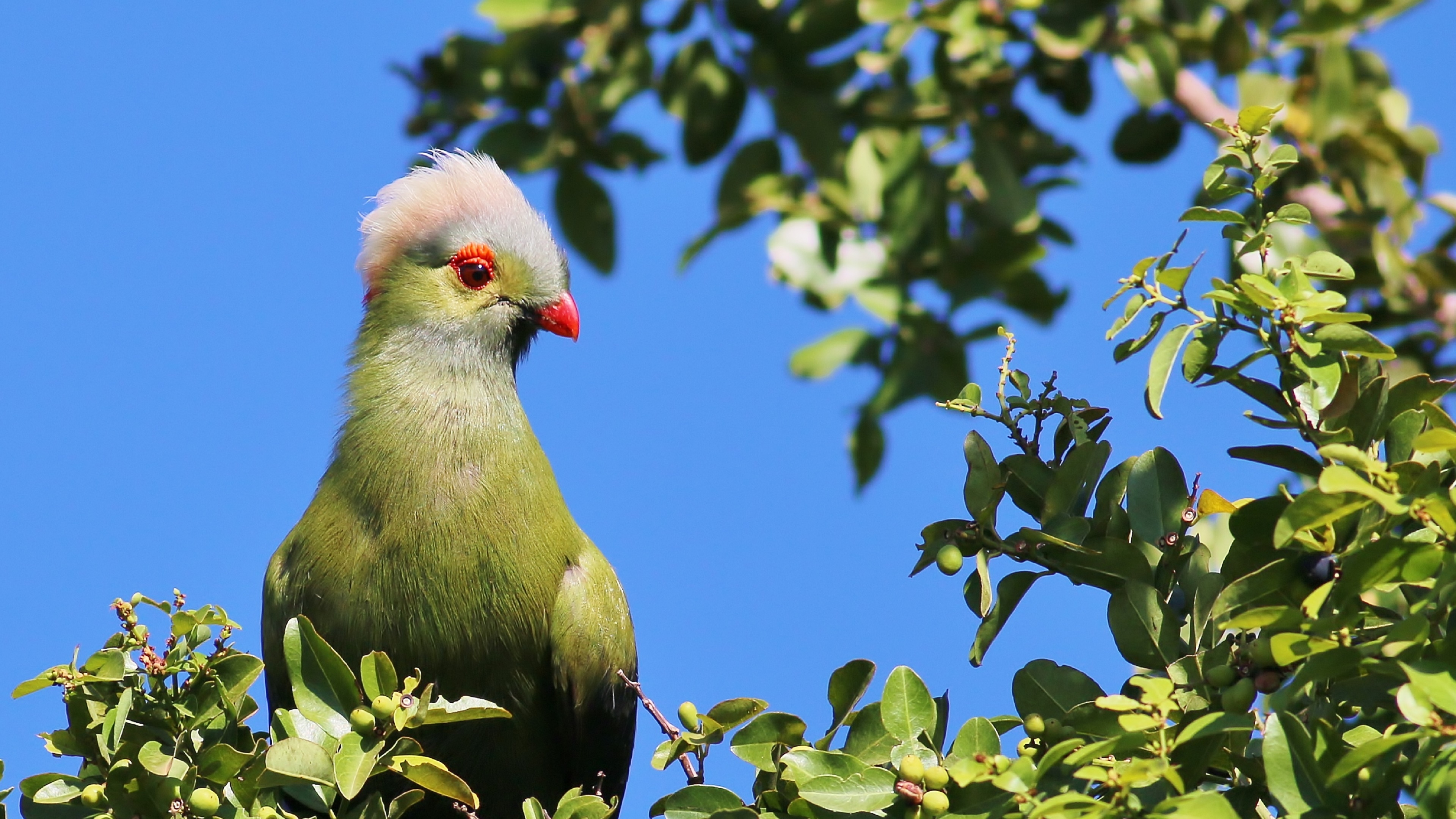 Prince Ruspoli's Turaco
